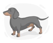Dachshund