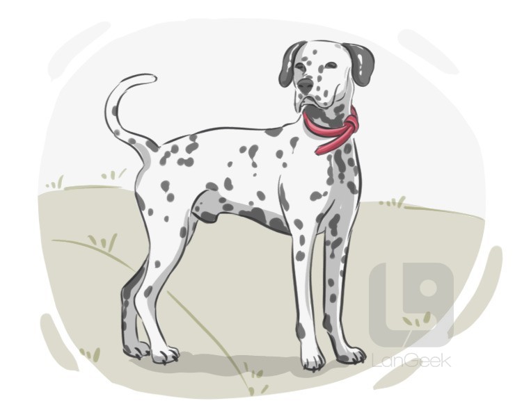 Dalmatian definition and meaning