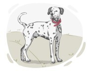Dalmatian