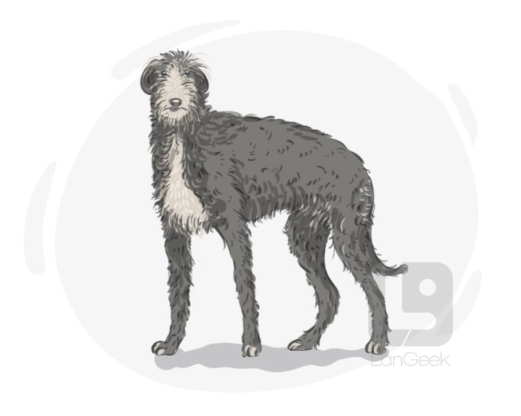 scottish deerhound definition and meaning