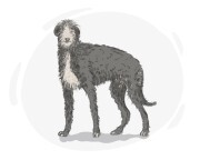 Deerhound