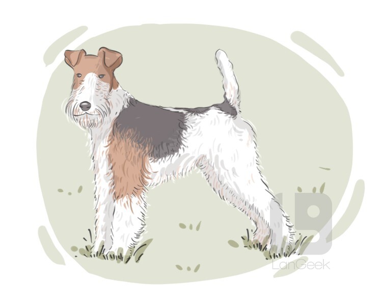 Fox Terrier definition and meaning