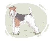 Fox Terrier
