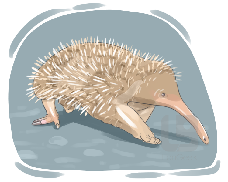 spiny anteater definition and meaning