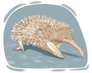 echidna