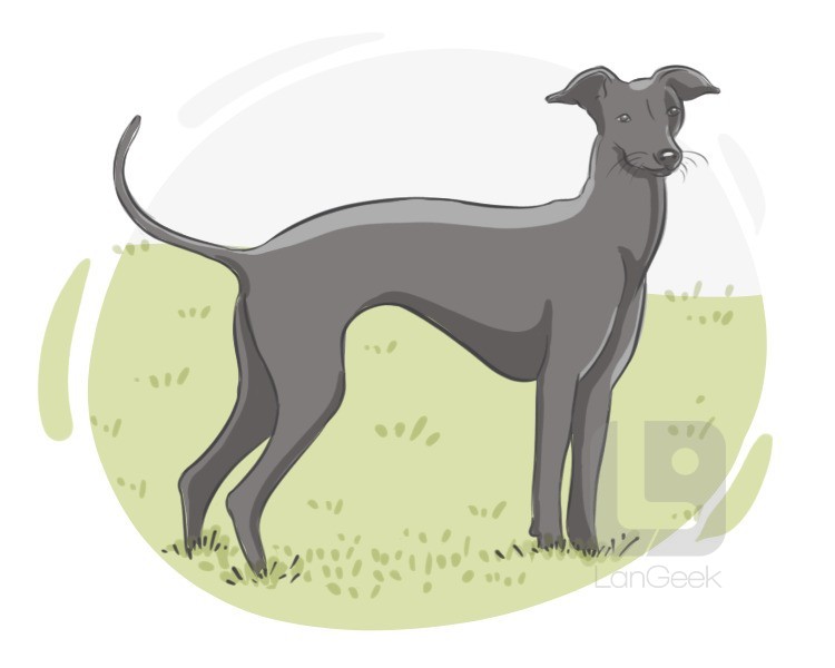 Greyhound definition and meaning