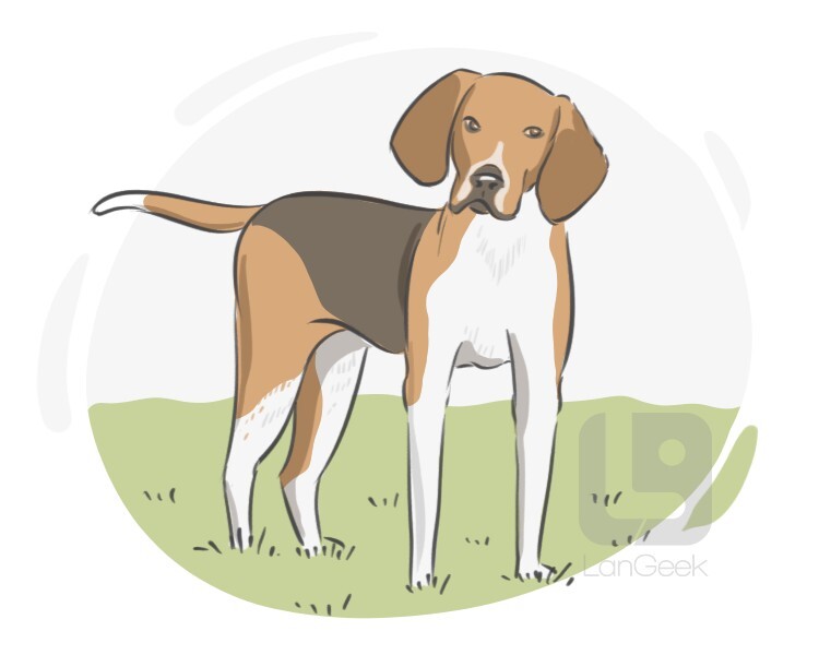 Foxhound definition and meaning