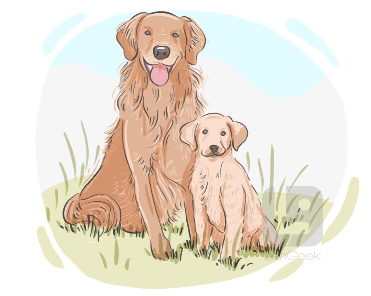 Golden Retriever definition and meaning