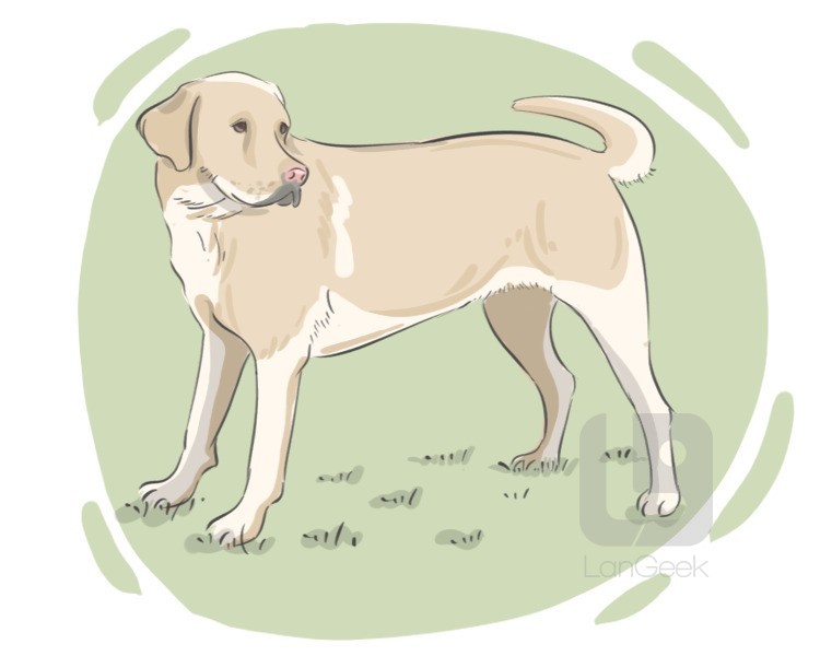 Labrador Retriever definition and meaning