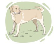 Labrador