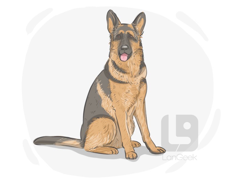 German Shepherd Dog definition and meaning