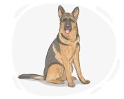 German Shepherd