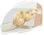 beaver