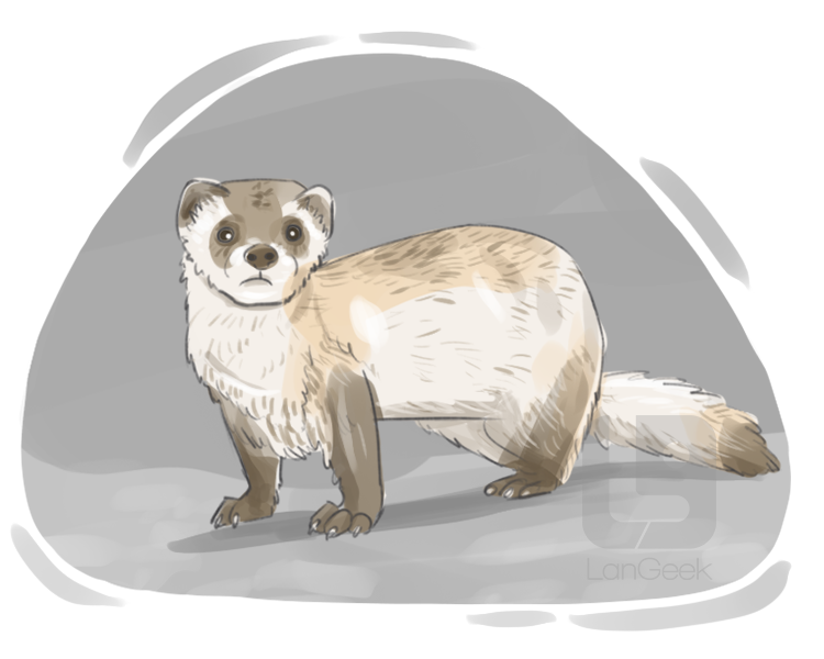 ferret definition and meaning