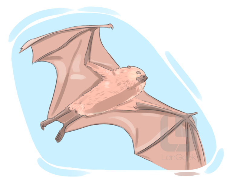 fruit bat definition and meaning