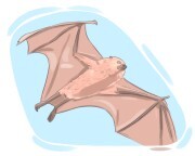 flying fox