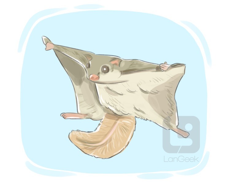 Definition & Meaning of "Flying squirrel" | LanGeek