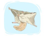 flying squirrel
