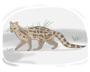 genet