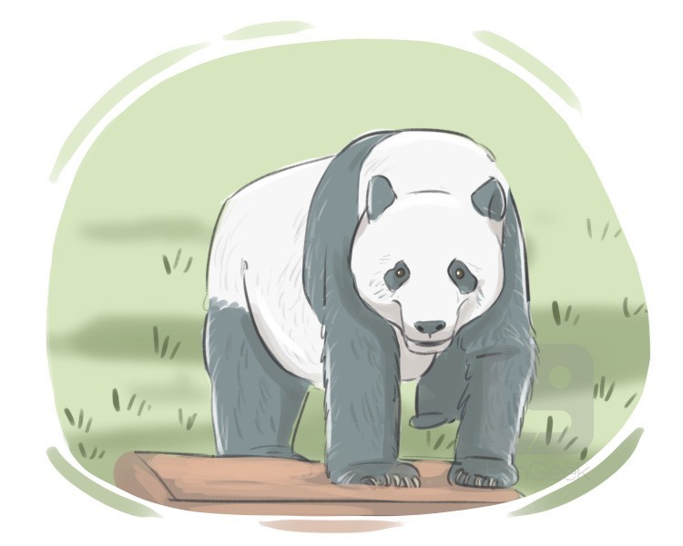 giant panda definition and meaning