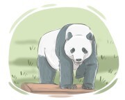 panda