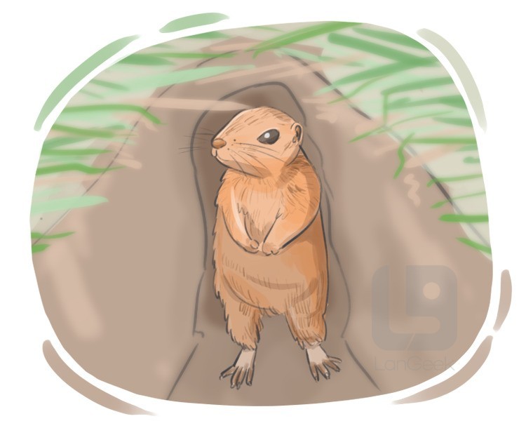 pocket gopher definition and meaning