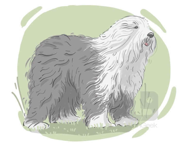 Old English Sheepdog definition and meaning