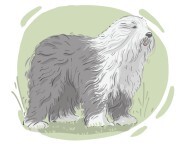 Old English Sheepdog