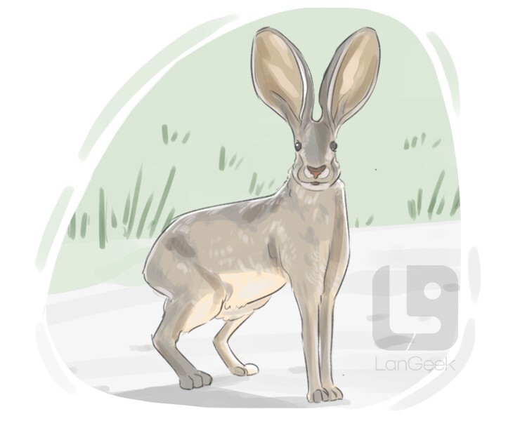 Definition & Meaning of "Jackrabbit" LanGeek