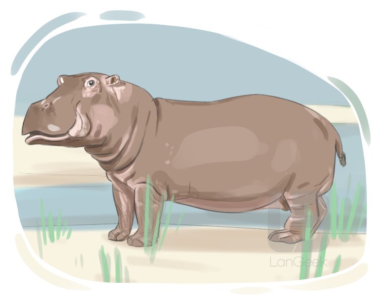 hippopotamus definition and meaning