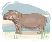 hippopotamus