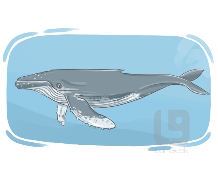 Definition & Meaning of "Humpback whale" | LanGeek