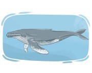 humpback whale