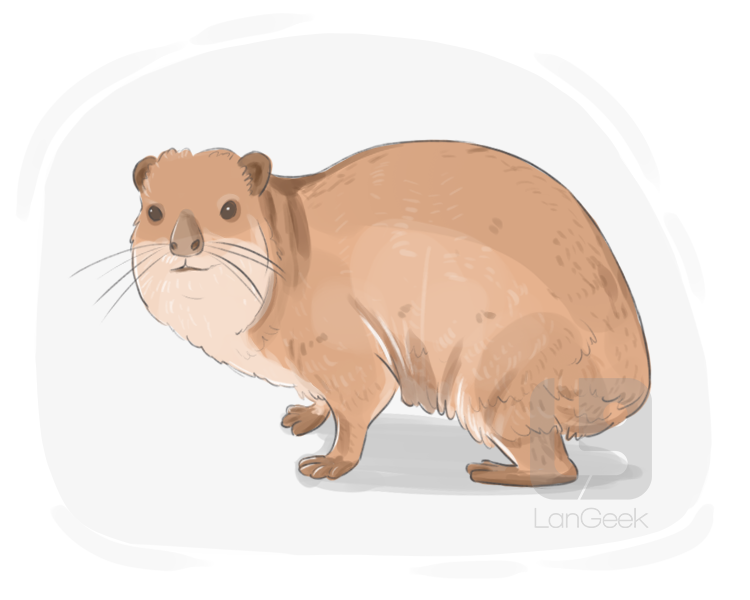 hyrax definition and meaning