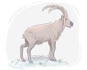 ibex