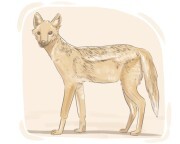 jackal