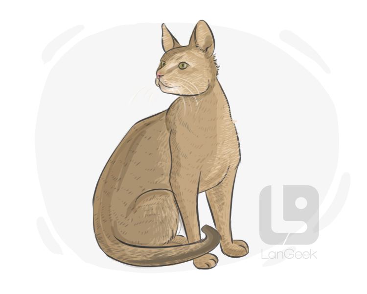 abyssinian cat definition and meaning