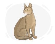 Abyssinian