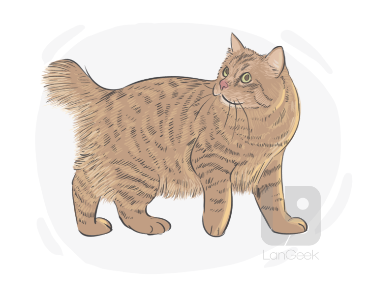 American Bobtail definition and meaning