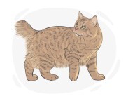 American Bobtail