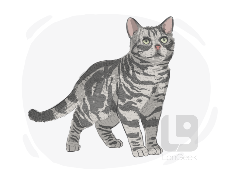 American Shorthair definition and meaning