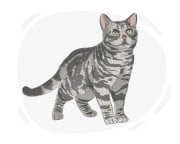 American Shorthair