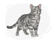 American Shorthair