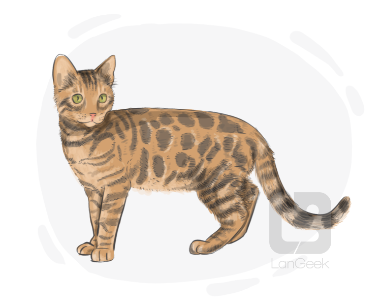 Bengal cat definition and meaning