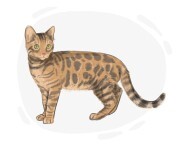 Bengal cat