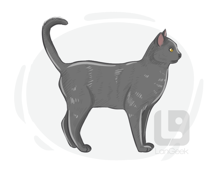 Chartreux definition and meaning