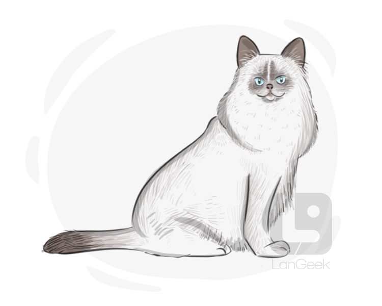 Birman definition and meaning