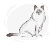 Birman