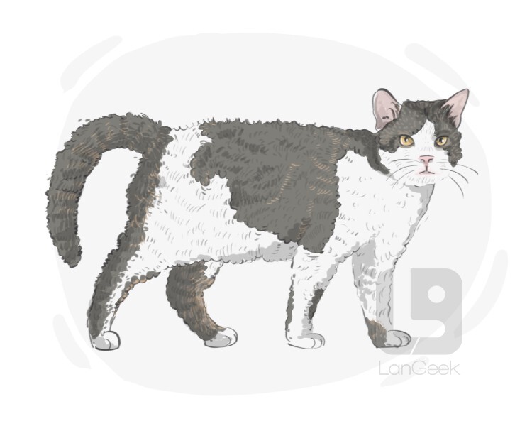 American Wirehair definition and meaning