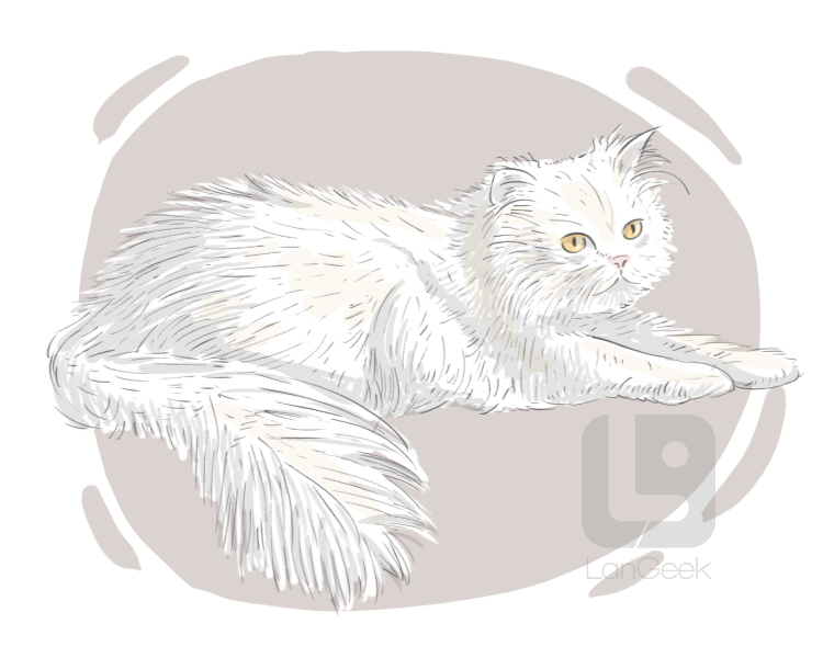 Angora cat definition and meaning